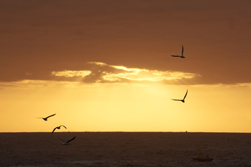 The sunset and the birds