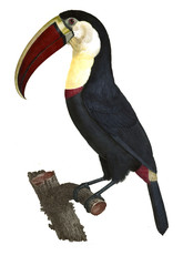 Illustration of bird © ruskpp