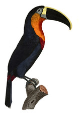 Illustration of bird