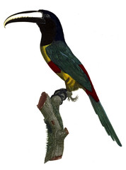 Illustration of bird
