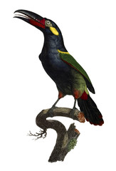 Illustration of bird
