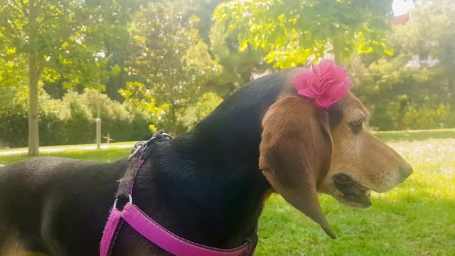 Funny portrait of a female hunt dog wearing a rigid band with a flower.