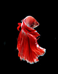 Red dragon siamese fighting fish, betta fish isolated on black background. Capture the moving moment of white siamese fighting fish isolated on black background, Betta splendens...