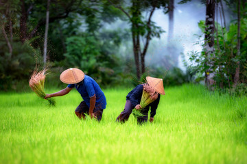 Couple farmer working on green rice field together in Thailand.