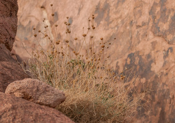 Dried grass bush in the desert