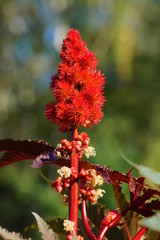 Ricinus communis in the glow of the setting sun
