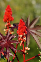 Ricinus communis in the glow of the setting sun
