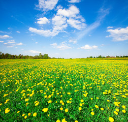Fototapeta premium Yellow flowers hill under blue cloudy sky