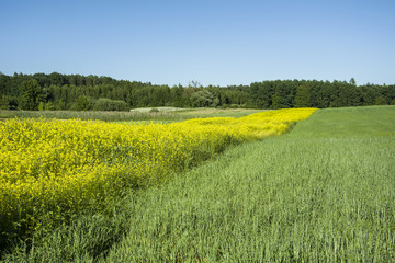Yellow field of flowers, forest and sky