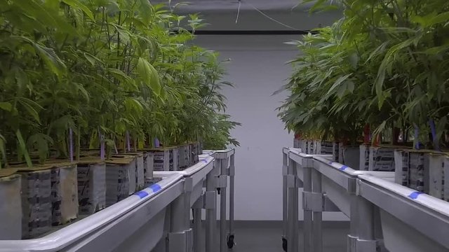 Cannabis Grow Operation Marijuana Plants