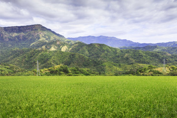 Field of green wheat and mountain