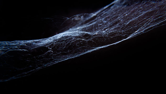 cobweb or spider web on black background