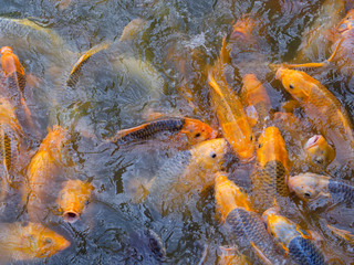 Tilapia and Carp fish swimming waiting for food in the pond.