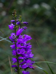 Purple flower Campanula.Campanula rapunculoides .