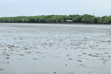 Natural forest and sky at Don Hoi lot in Women looking for Snail shells on the sea floor mud at Don Hoi lot in Samut songkham , Thailand..