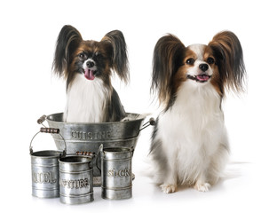 papillon dogs cooking