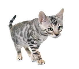 Fototapeta premium silver bengal kitten