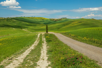 Fototapeta na wymiar Endless green fields and meadows. Beautiful rolling green hills. Amazing Tuscany region. Italy is wonderful country, popular travel destination. 