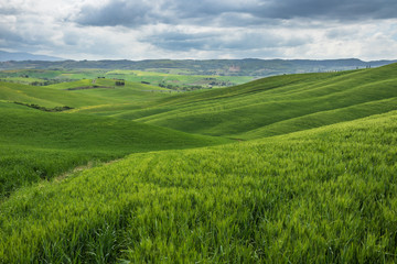 Endless green fields and meadows. Beautiful rolling green hills. Amazing Tuscany region. Italy is wonderful country, popular travel destination. 