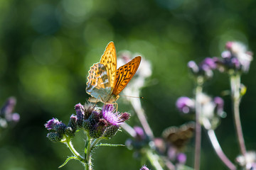 Kaisermantel an Distelblüte