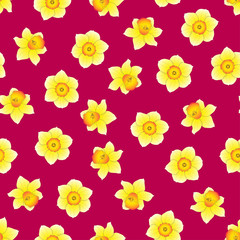 Yellow Daffodil - Narcissus Flower on Pink Background