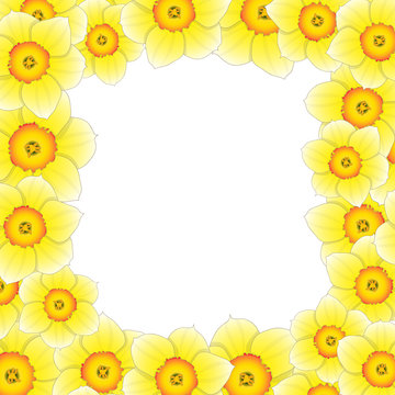 Yellow Daffodil - Narcissus Flower Border