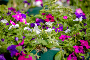 Colorful petunias grow on flower beds in the city 