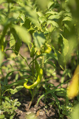 Bahçedeki domates,biberler