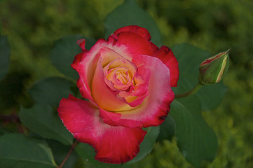 Blooming Red Rose and Bud