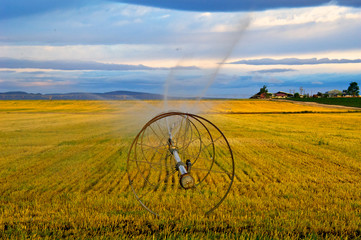 Wheel Line Irrigation system slowly moving across field, Nampa, Idaho 
