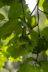 bahçedeki mısır ve meyveler