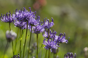 almwiese mit teufelskralle lila