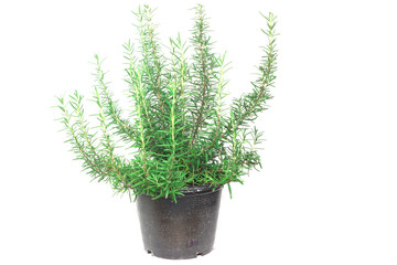 rosemary Leaves  isolated on white background
