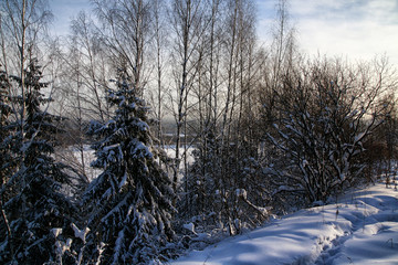 Snow covered tress in a winter