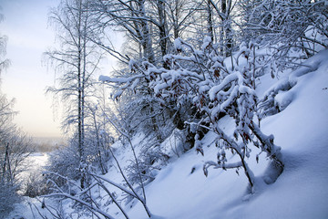 Snow covered tress in a winter