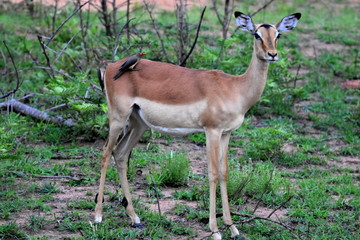 Impala