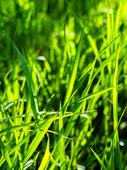 Green grass is covered with rays of the sun. Green background.