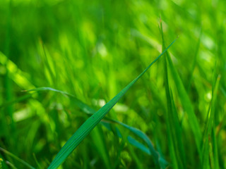 Green grass is covered with rays of the sun. Green background.