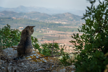 Katze von hinten von Felsen nach unten auf Landschaft blickend