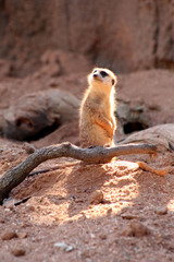 Sad Meerkat