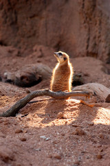 Fototapeta premium Meerkat Looking Left