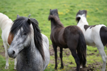 Plakat Icelandic Horses in summer ,Iceland.