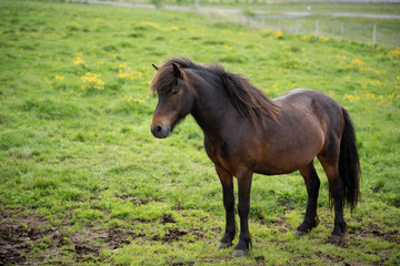Obraz premium Icelandic Horses in summer ,Iceland.