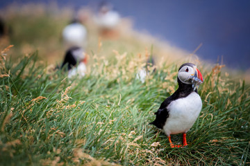 Cute Atlantic Puffin - ratercula arctica in Borgarfjordur eystri ,Iceland.