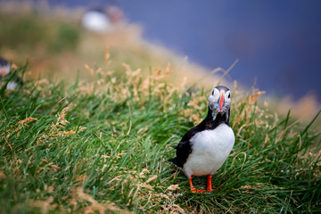 Cute Atlantic Puffin - ratercula arctica in Borgarfjordur eystri ,Iceland.
