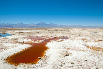 Chaxa Lagoon - Chile