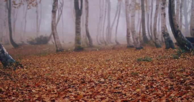 秋のイメージ　霧の白樺林　舞い落ちる紅葉