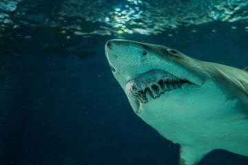 Close-up of a Sand Shark shot from below