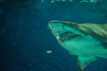 Naklejka premium Close-up of a Sand Shark shot from below