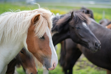 Obraz premium Icelandic Horses in summer ,Iceland.